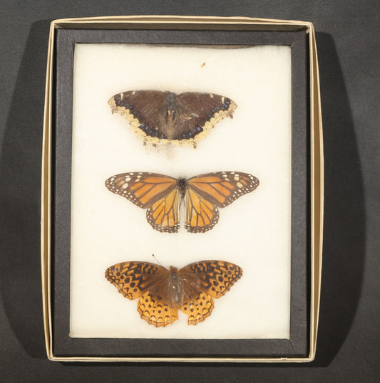 Vintage Entomological Riker-Mounted Butterfly Specimen Display including Mourning Cloak, Monarch, and Great Spangled Fritillary