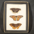 Lot 024 - Vintage Entomological Riker-Mounted Butterfly Specimen Display Including Mourning Cloak, Monarch, and Great Spangled Fritillary, 6-5/8" L x 8-5/8" W