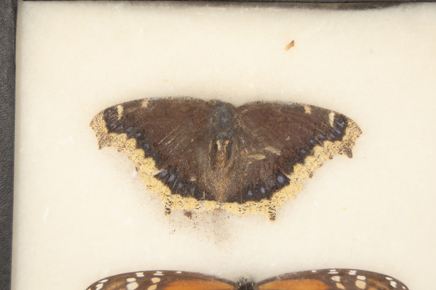 Vintage Entomological Riker-Mounted Butterfly Specimen Display including Mourning Cloak, Monarch, and Great Spangled Fritillary