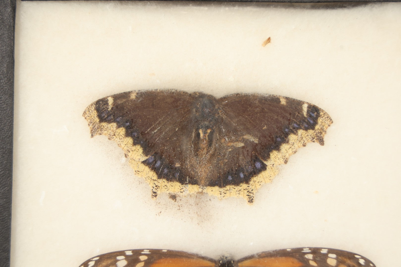 Vintage Entomological Riker-Mounted Butterfly Specimen Display including Mourning Cloak, Monarch, and Great Spangled Fritillary