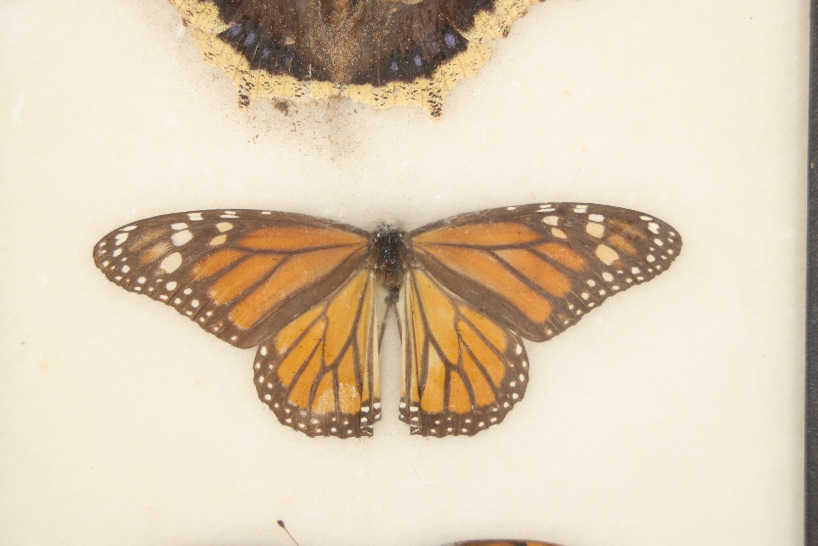 Vintage Entomological Riker-Mounted Butterfly Specimen Display including Mourning Cloak, Monarch, and Great Spangled Fritillary