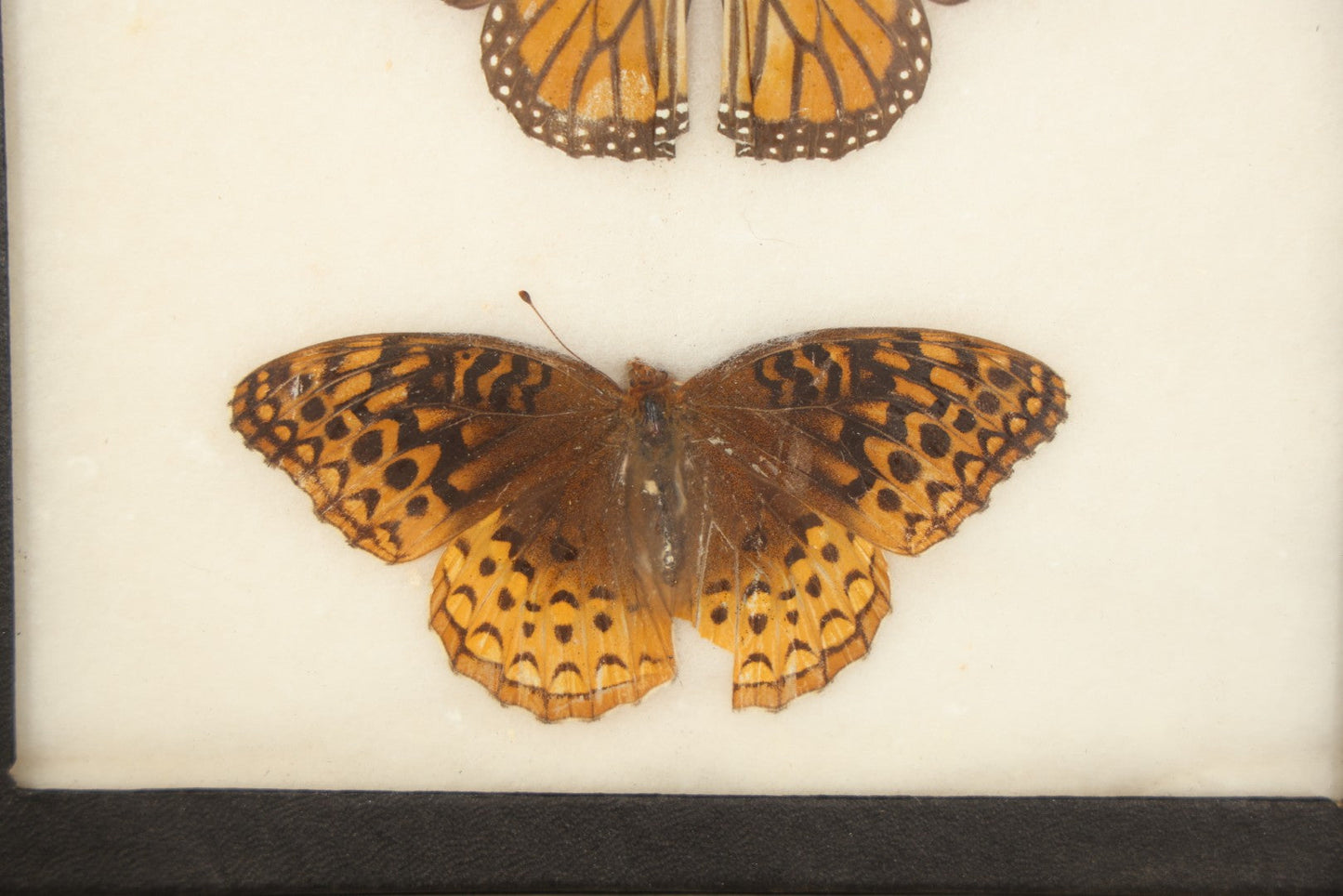 Vintage Entomological Riker-Mounted Butterfly Specimen Display including Mourning Cloak, Monarch, and Great Spangled Fritillary