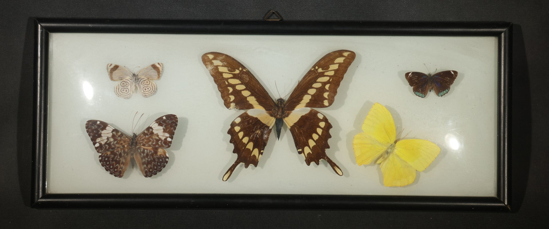 Vintage Entomological Framed Butterfly Specimen Display with Five Mounted Butterflies, Eric's of Boston, Massachusetts