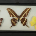 Lot 025 - Vintage Entomological Framed Butterfly Specimen Display with Five Mounted Butterflies, Eric's of Boston, Massachusetts, 14-3/8" W x 5-3/4" H