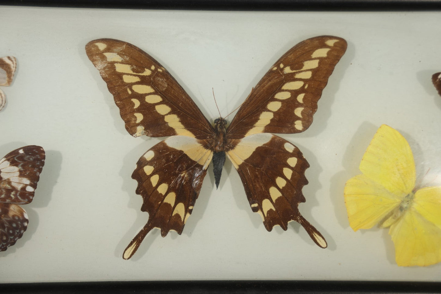 Vintage Entomological Framed Butterfly Specimen Display with Five Mounted Butterflies, Eric's of Boston, Massachusetts