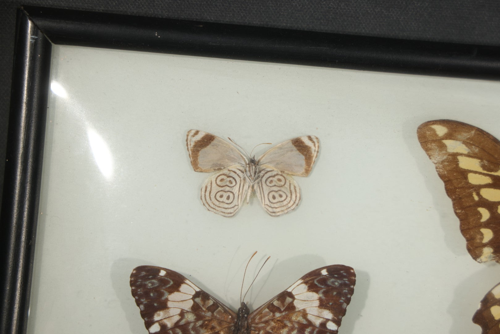 Vintage Entomological Framed Butterfly Specimen Display with Five Mounted Butterflies, Eric's of Boston, Massachusetts