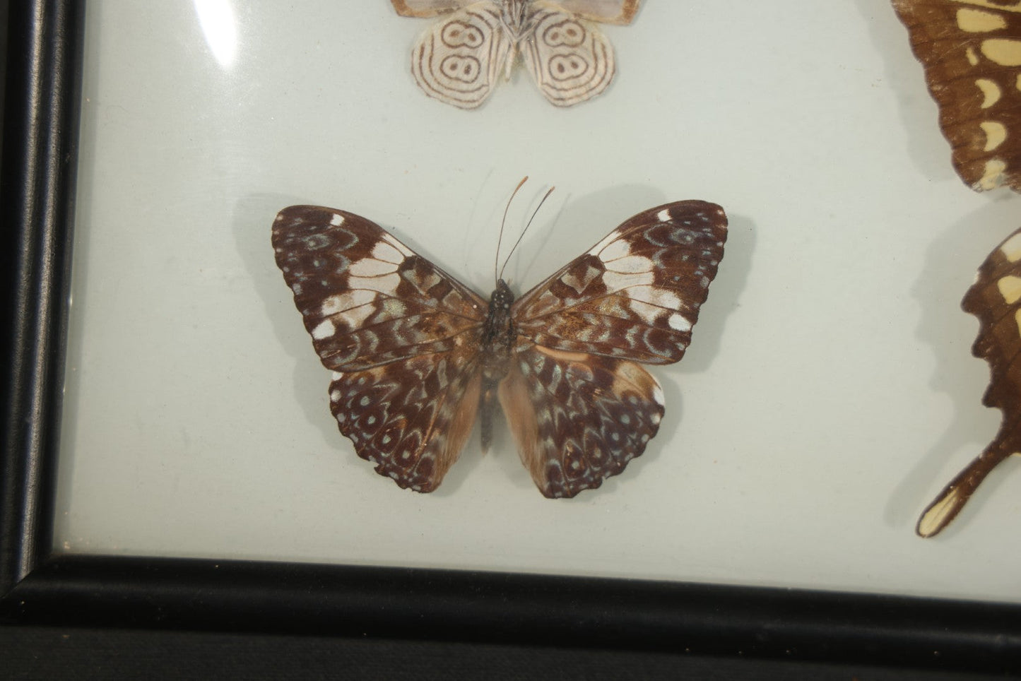 Vintage Entomological Framed Butterfly Specimen Display with Five Mounted Butterflies, Eric's of Boston, Massachusetts