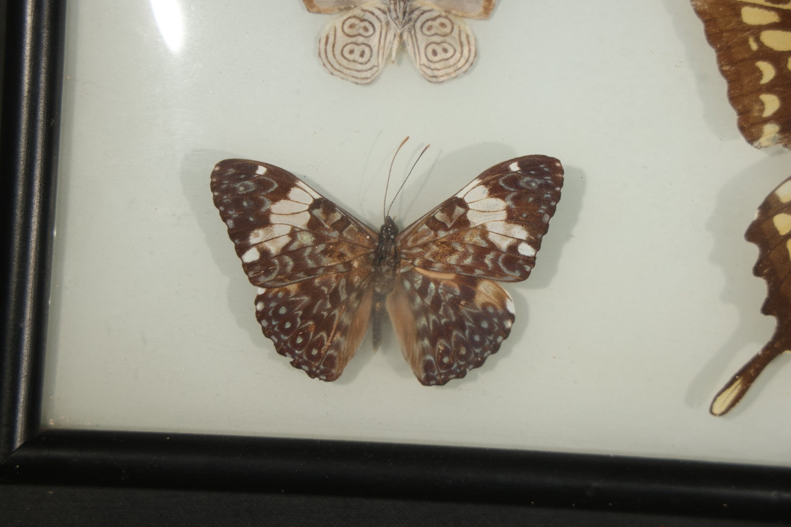 Vintage Entomological Framed Butterfly Specimen Display with Five Mounted Butterflies, Eric's of Boston, Massachusetts