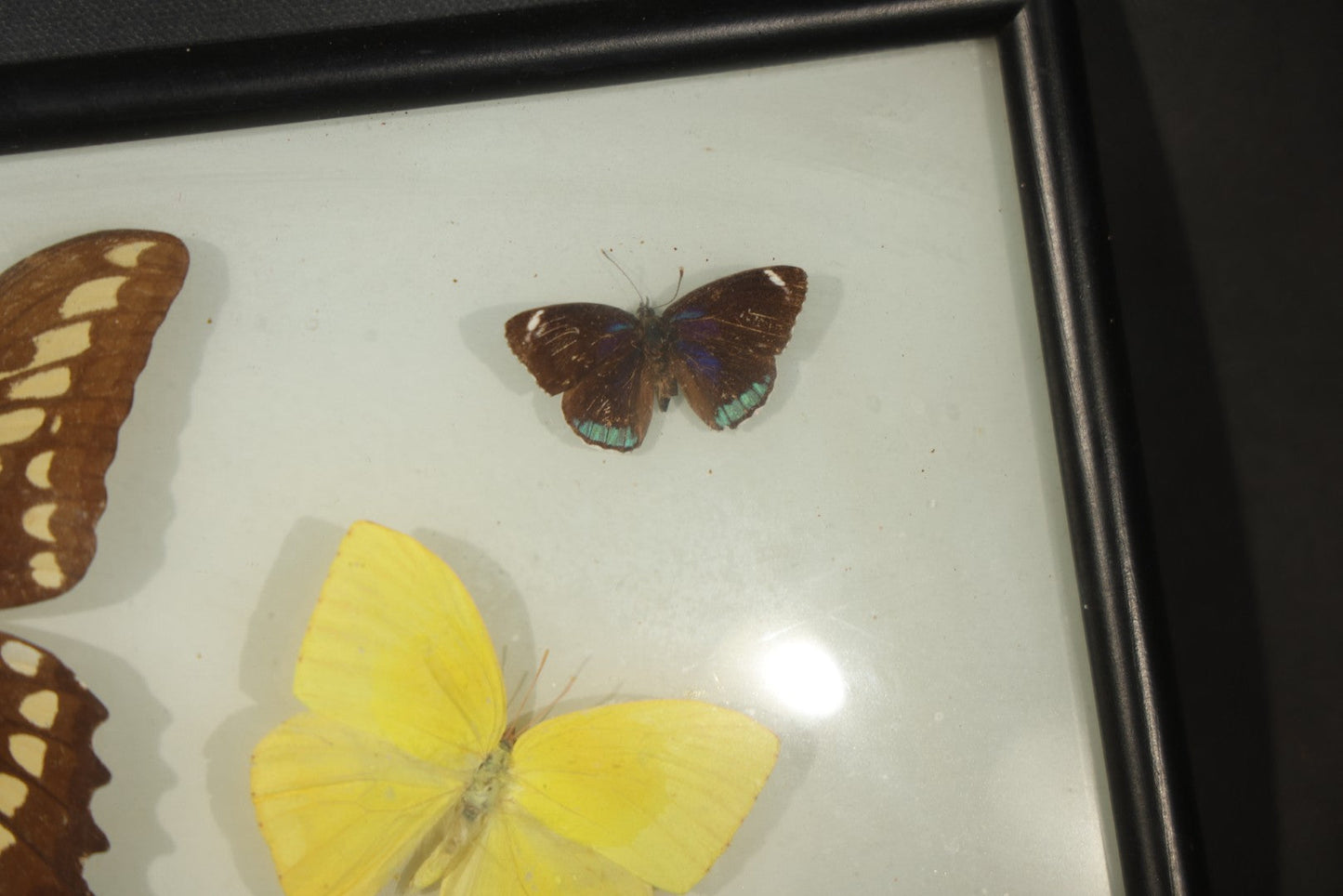 Vintage Entomological Framed Butterfly Specimen Display with Five Mounted Butterflies, Eric's of Boston, Massachusetts