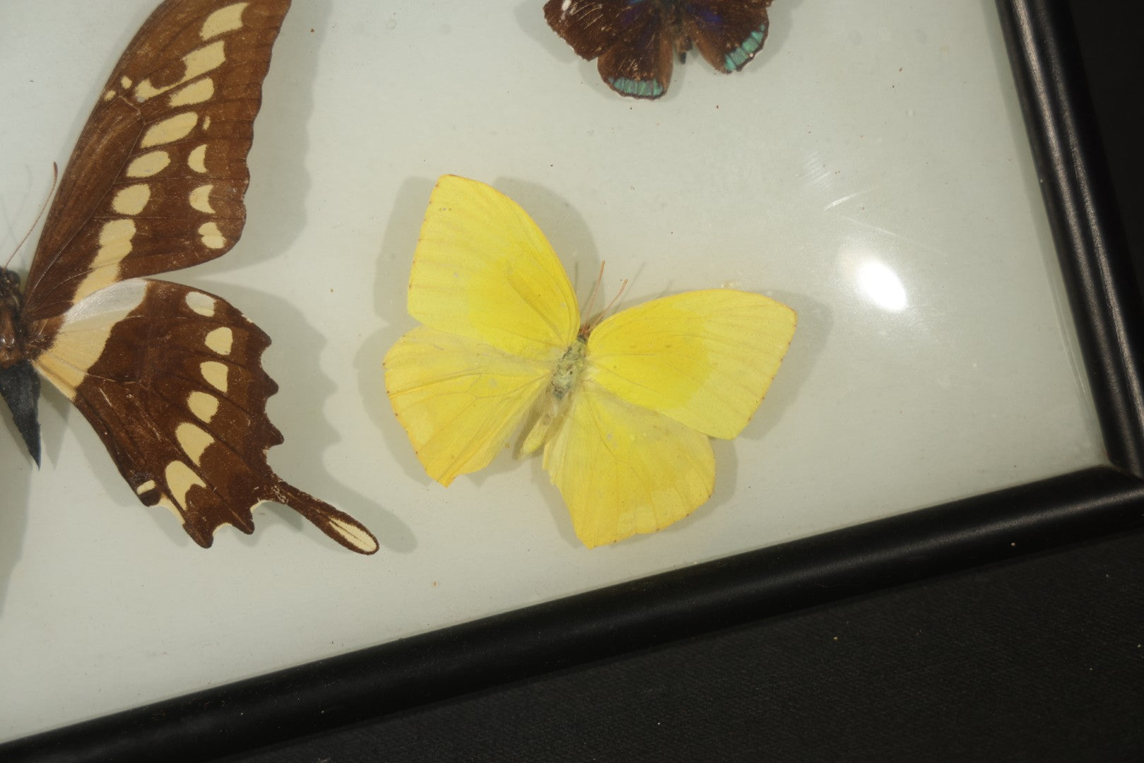 Vintage Entomological Framed Butterfly Specimen Display with Five Mounted Butterflies, Eric's of Boston, Massachusetts