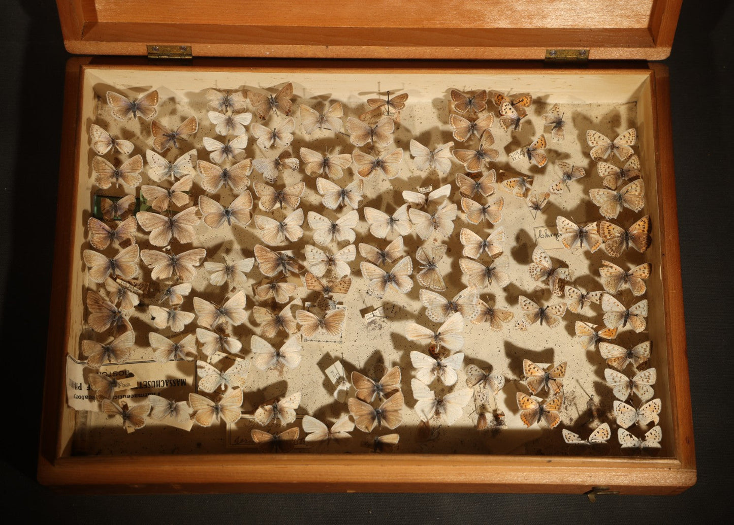 Vintage Entomological Specimen Display of Pinned Moths in Hinged Wooden Case with Massachusetts and Boston Labels, Note Odor