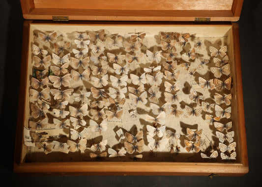 Vintage Entomological Specimen Display of Pinned Moths in Hinged Wooden Case with Massachusetts and Boston Labels, Note Odor
