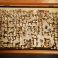 Lot 026 - Vintage Entomological Specimen Display of Pinned Moths in Hinged Wooden Case with Massachusetts and Boston Labels, Note Odor, 14" L x 9-7/8" W