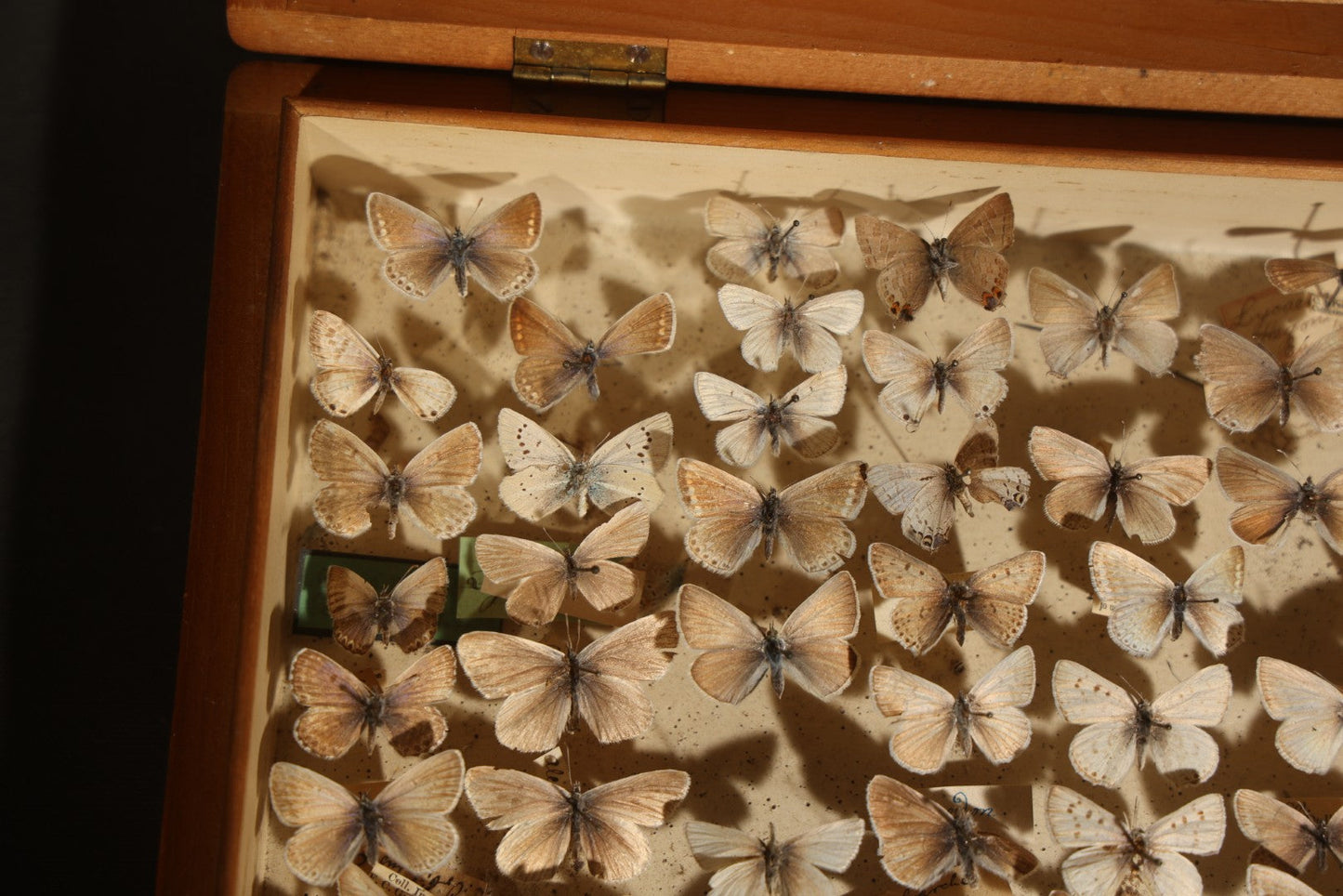 Vintage Entomological Specimen Display of Pinned Moths in Hinged Wooden Case with Massachusetts and Boston Labels, Note Odor