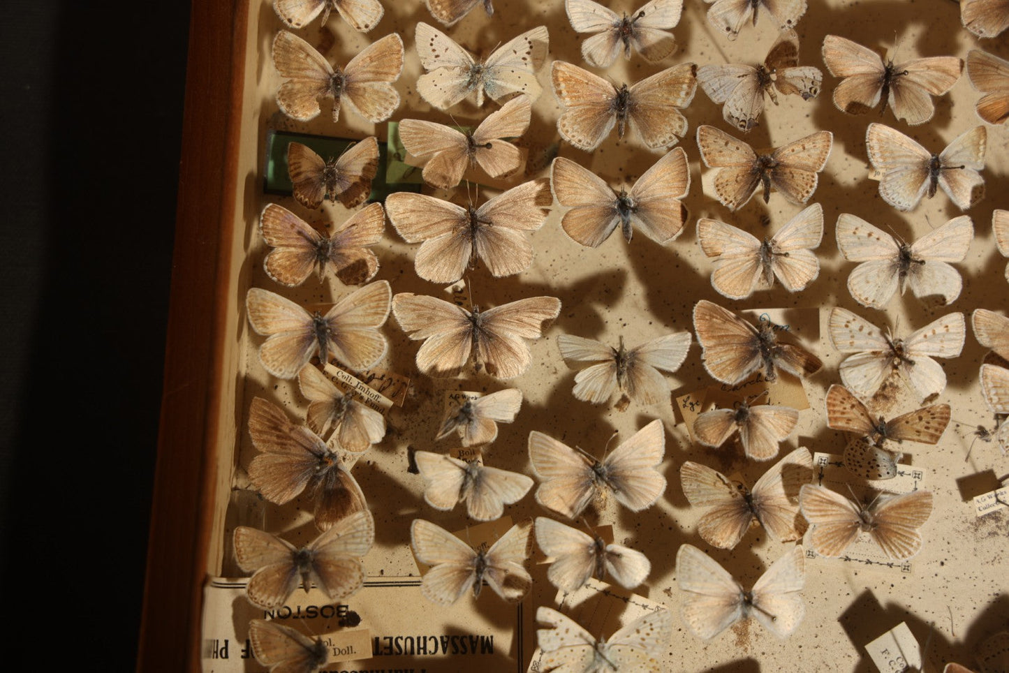 Vintage Entomological Specimen Display of Pinned Moths in Hinged Wooden Case with Massachusetts and Boston Labels, Note Odor