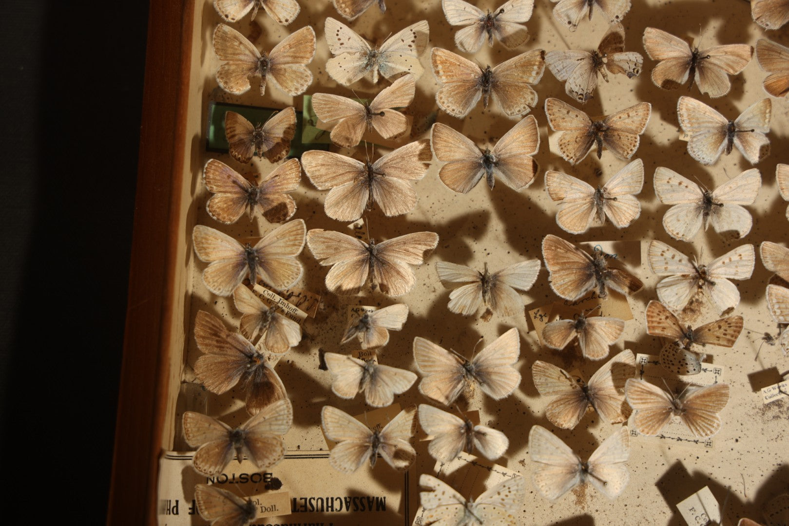 Vintage Entomological Specimen Display of Pinned Moths in Hinged Wooden Case with Massachusetts and Boston Labels, Note Odor