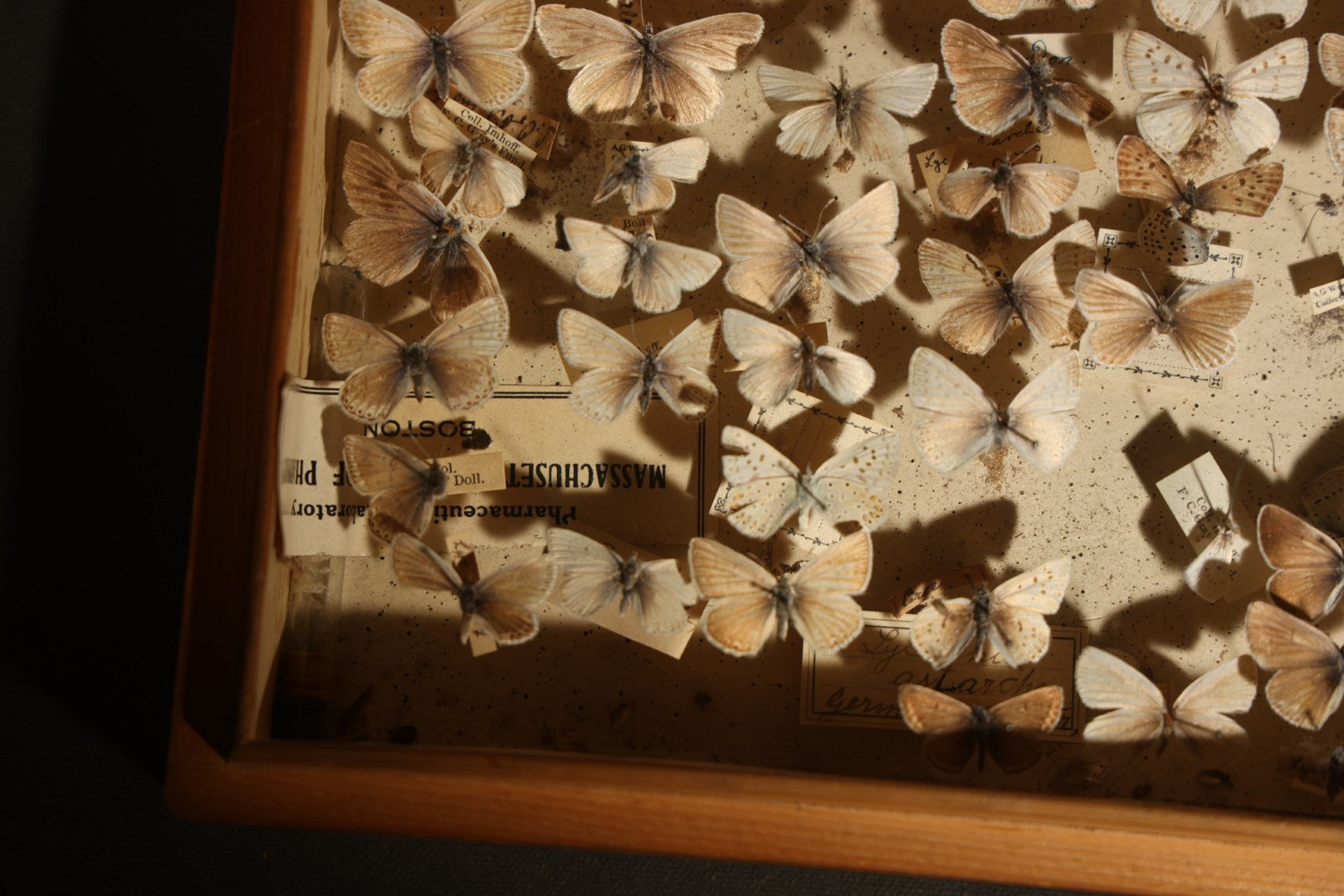 Vintage Entomological Specimen Display of Pinned Moths in Hinged Wooden Case with Massachusetts and Boston Labels, Note Odor