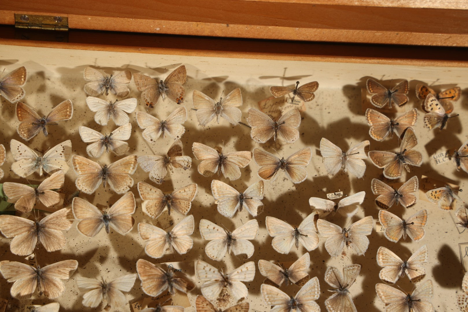 Vintage Entomological Specimen Display of Pinned Moths in Hinged Wooden Case with Massachusetts and Boston Labels, Note Odor