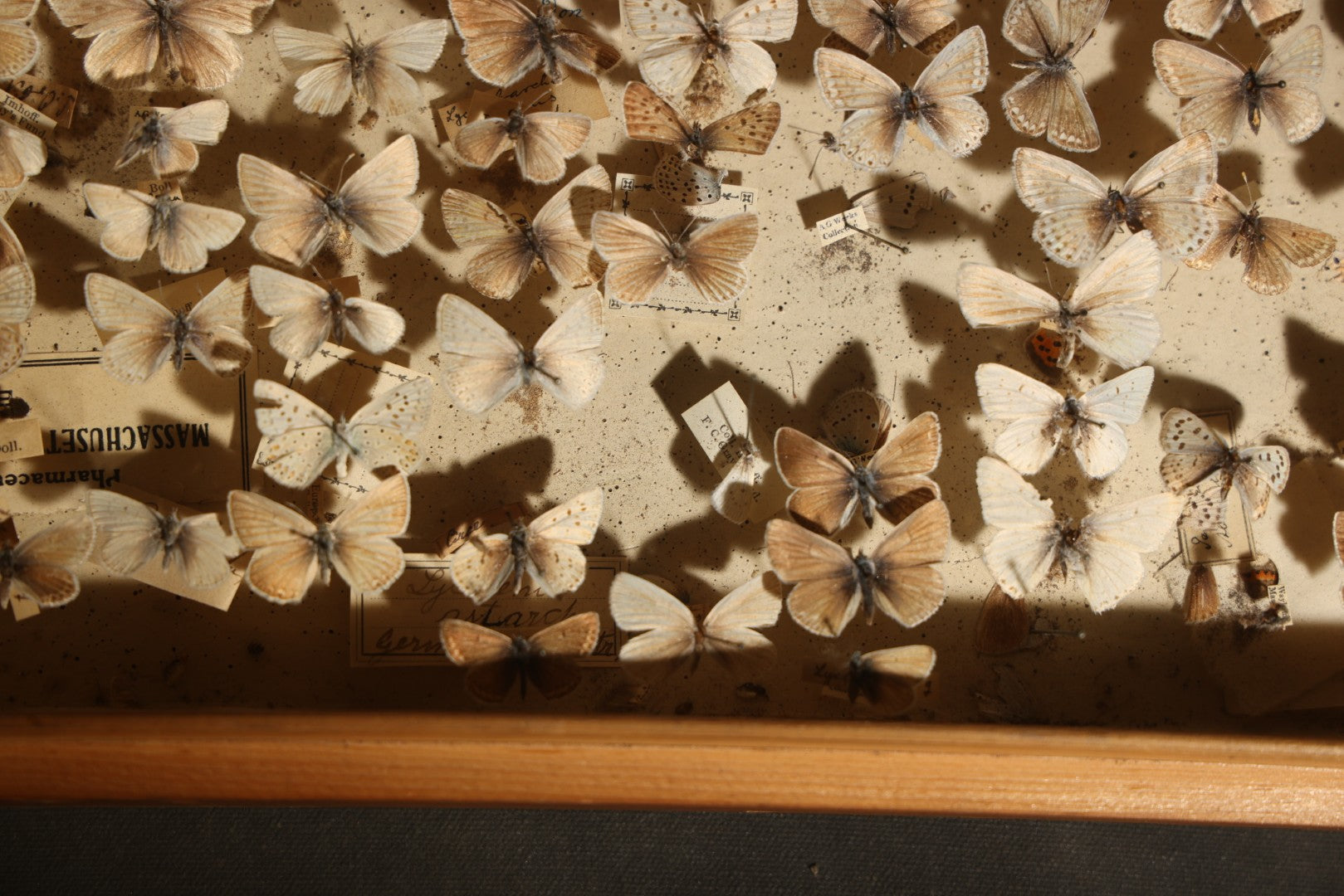 Vintage Entomological Specimen Display of Pinned Moths in Hinged Wooden Case with Massachusetts and Boston Labels, Note Odor