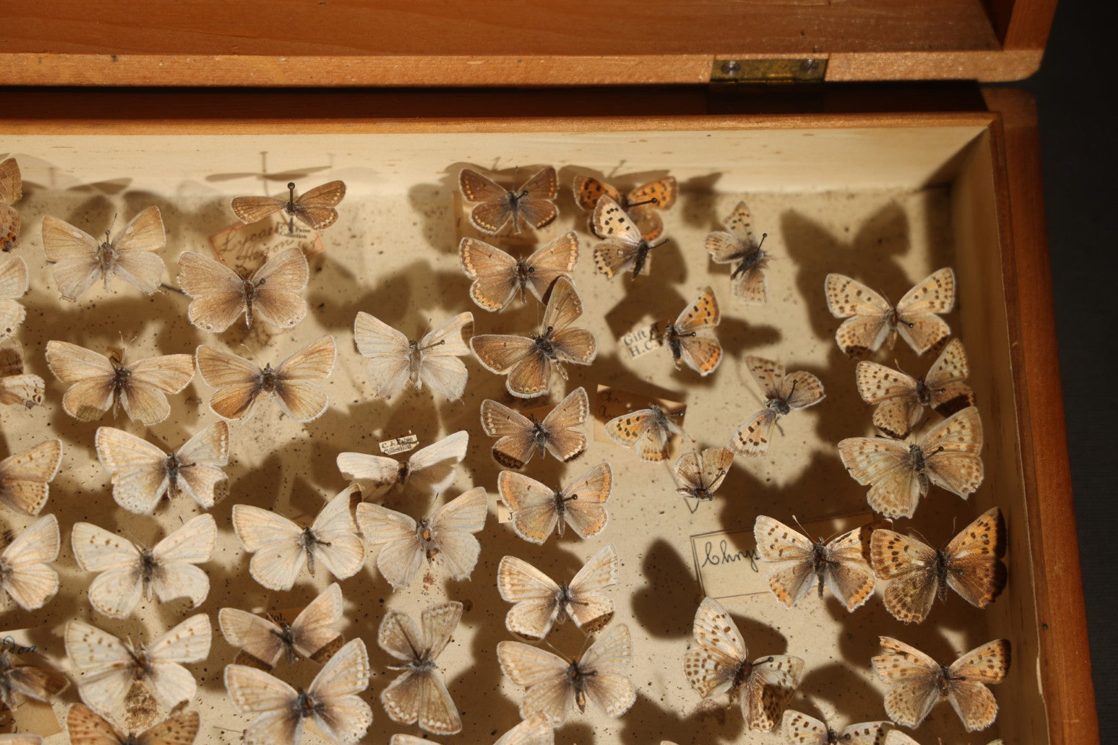 Vintage Entomological Specimen Display of Pinned Moths in Hinged Wooden Case with Massachusetts and Boston Labels, Note Odor
