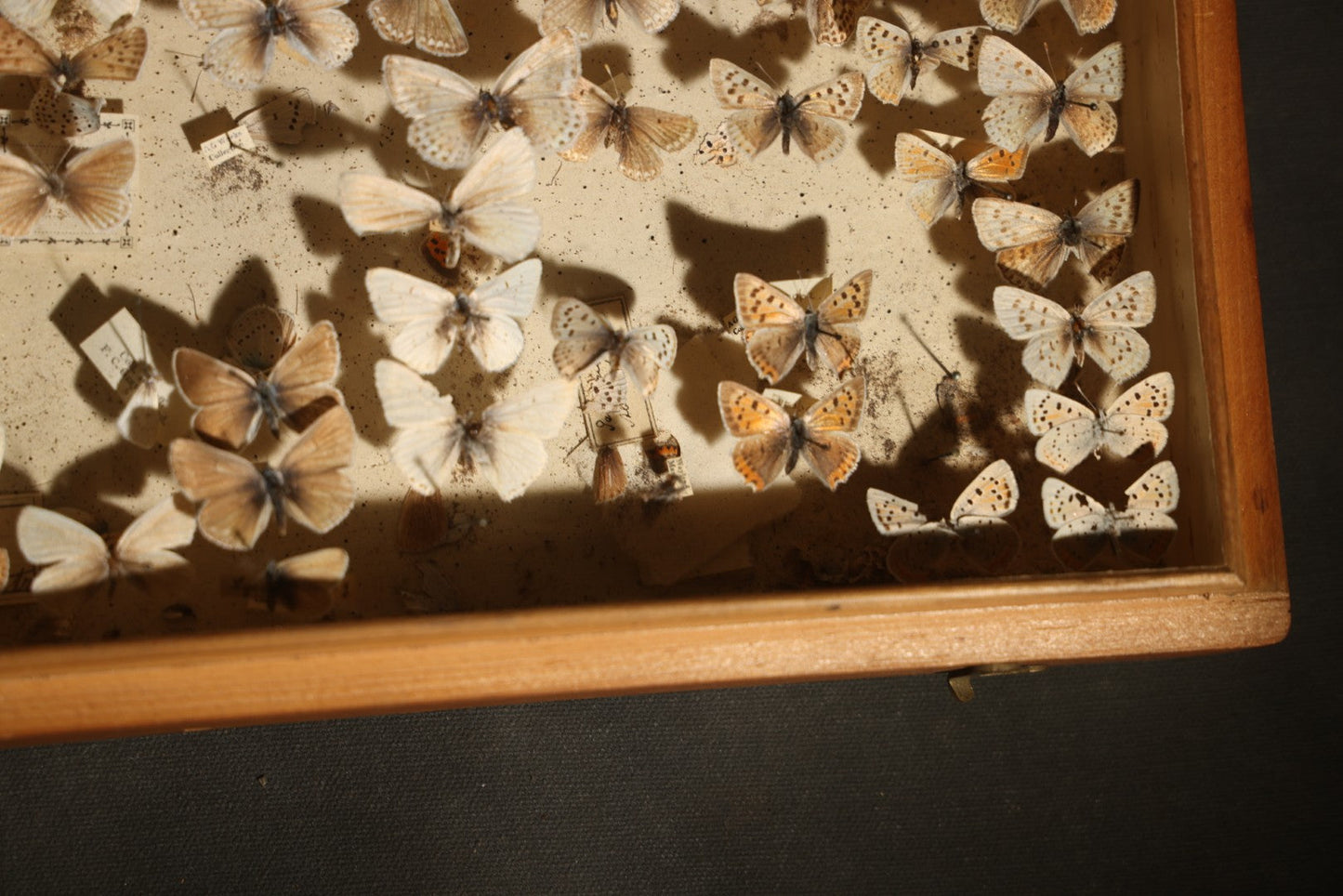 Vintage Entomological Specimen Display of Pinned Moths in Hinged Wooden Case with Massachusetts and Boston Labels, Note Odor