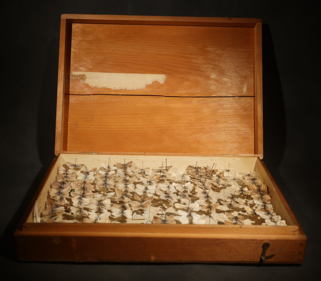 Vintage Entomological Specimen Display of Pinned Moths in Hinged Wooden Case with Massachusetts and Boston Labels, Note Odor