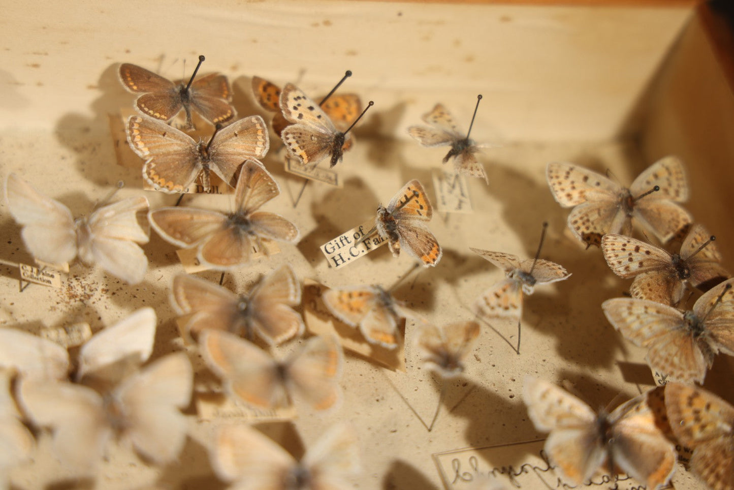 Vintage Entomological Specimen Display of Pinned Moths in Hinged Wooden Case with Massachusetts and Boston Labels, Note Odor