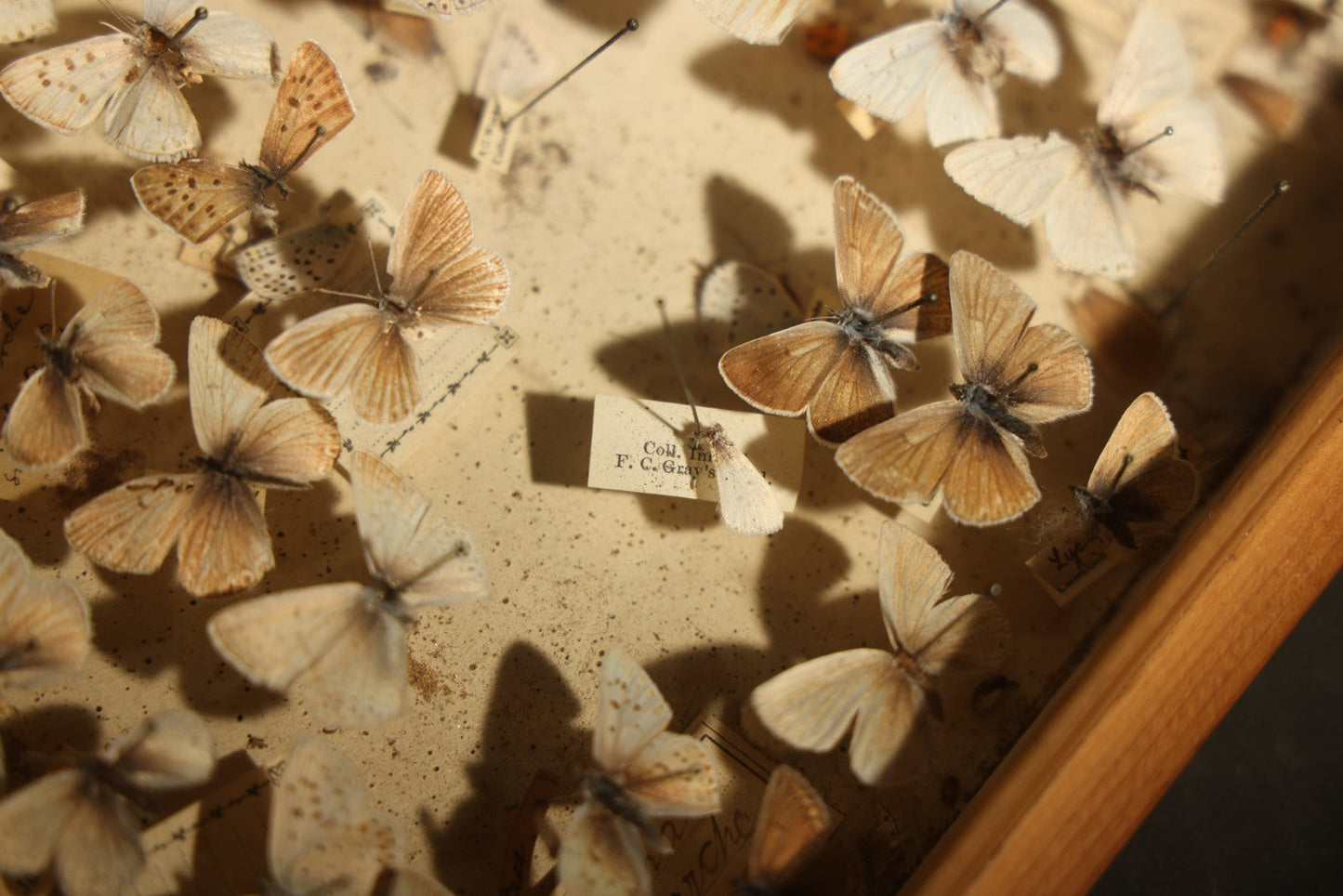 Vintage Entomological Specimen Display of Pinned Moths in Hinged Wooden Case with Massachusetts and Boston Labels, Note Odor