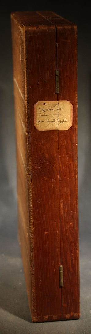 Vintage Entomological Specimen Display of Pinned Moths in Hinged Wooden Case with Massachusetts and Boston Labels, Note Odor