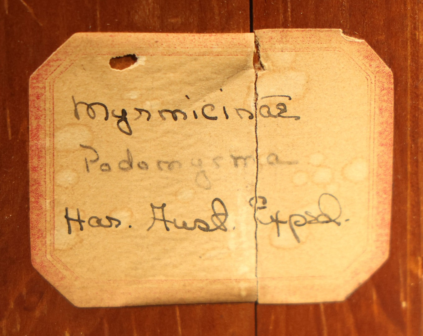 Vintage Entomological Specimen Display of Pinned Moths in Hinged Wooden Case with Massachusetts and Boston Labels, Note Odor