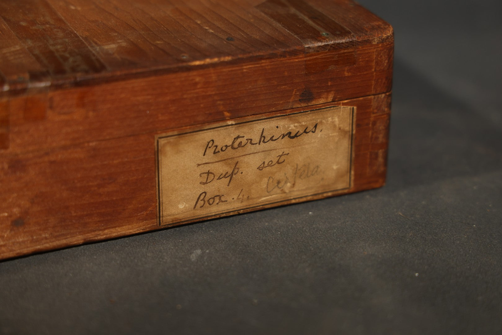 Vintage Entomological Specimen Display of Pinned Moths in Hinged Wooden Case with Massachusetts and Boston Labels, Note Odor