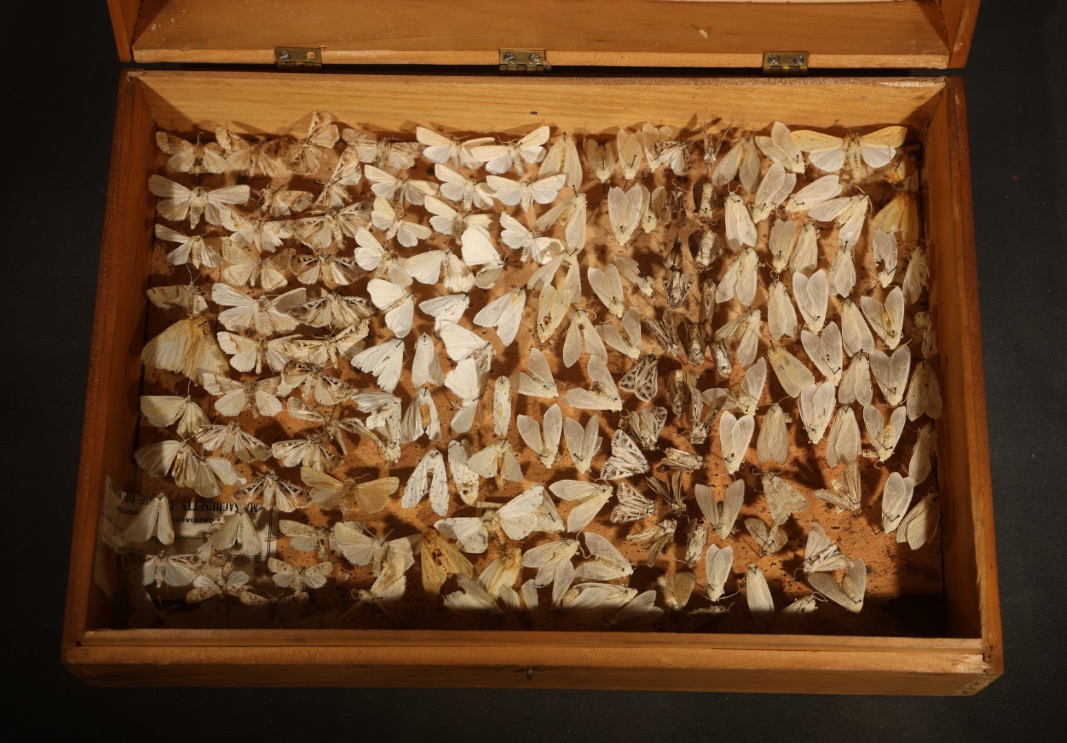 Vintage Entomological Moth Specimen Collection in Hinged Wooden Display Box
