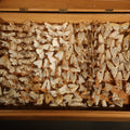 Lot 027 - Vintage Entomological Moth Specimen Collection in Hinged Wooden Display Box, 14" L x 9-7/8" W