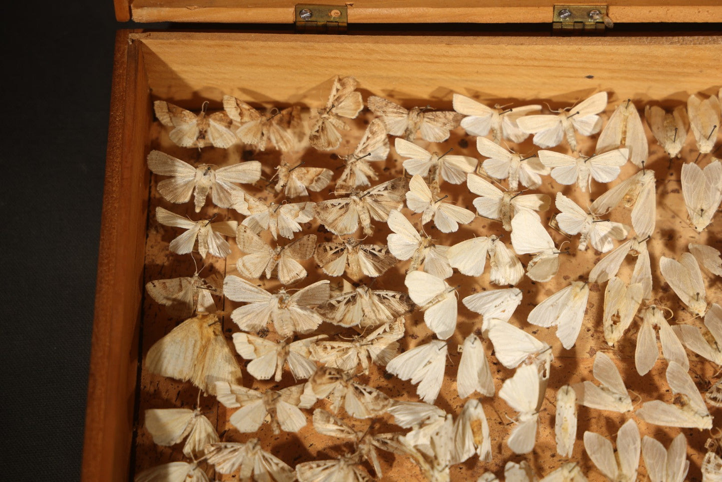 Vintage Entomological Moth Specimen Collection in Hinged Wooden Display Box