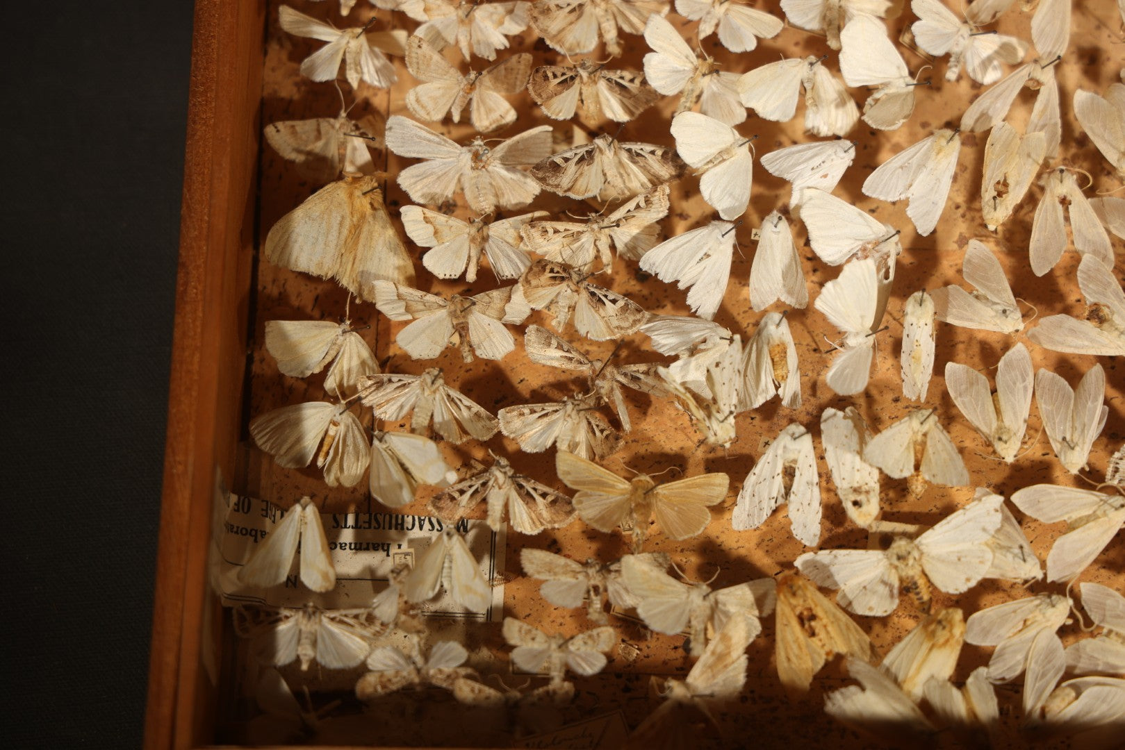 Vintage Entomological Moth Specimen Collection in Hinged Wooden Display Box