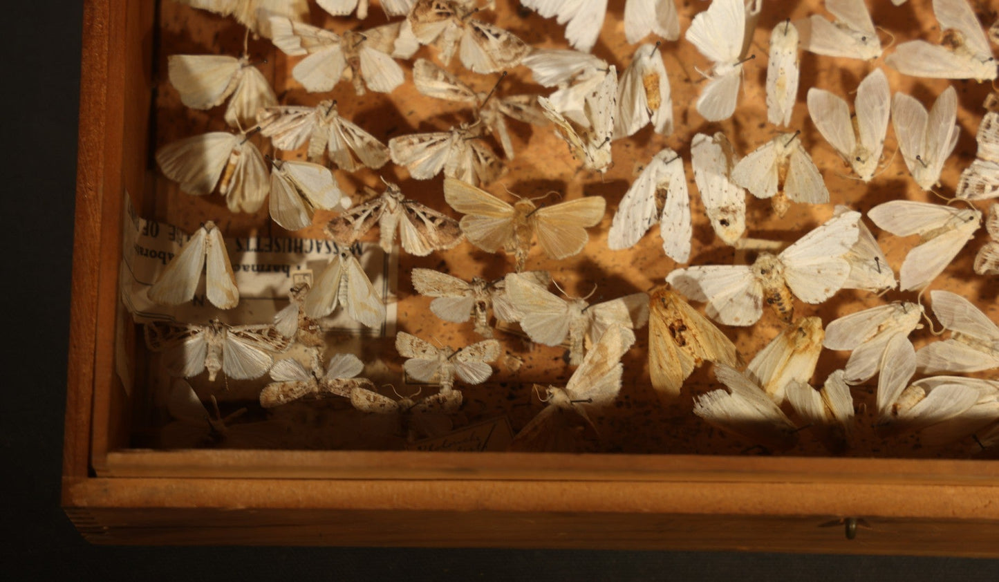 Vintage Entomological Moth Specimen Collection in Hinged Wooden Display Box