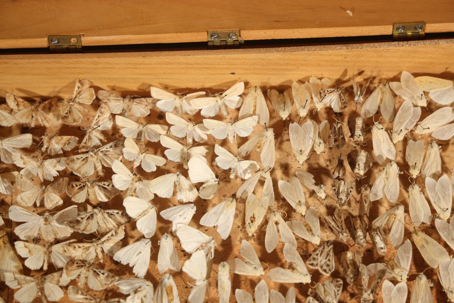 Vintage Entomological Moth Specimen Collection in Hinged Wooden Display Box