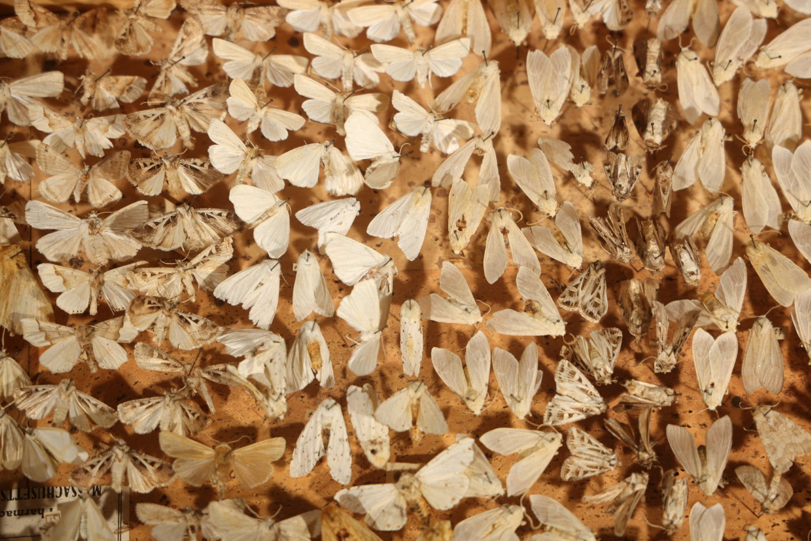 Vintage Entomological Moth Specimen Collection in Hinged Wooden Display Box