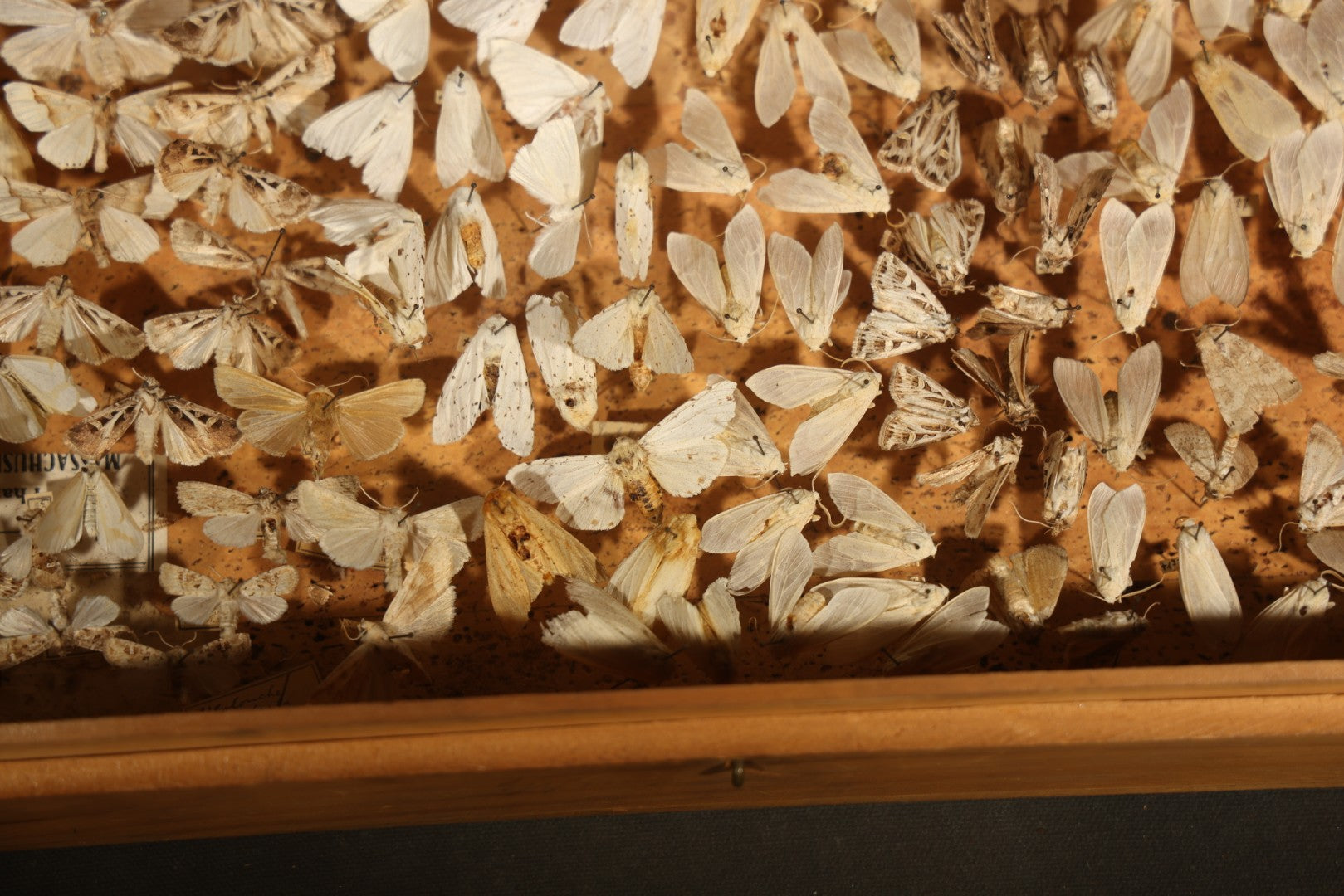 Vintage Entomological Moth Specimen Collection in Hinged Wooden Display Box