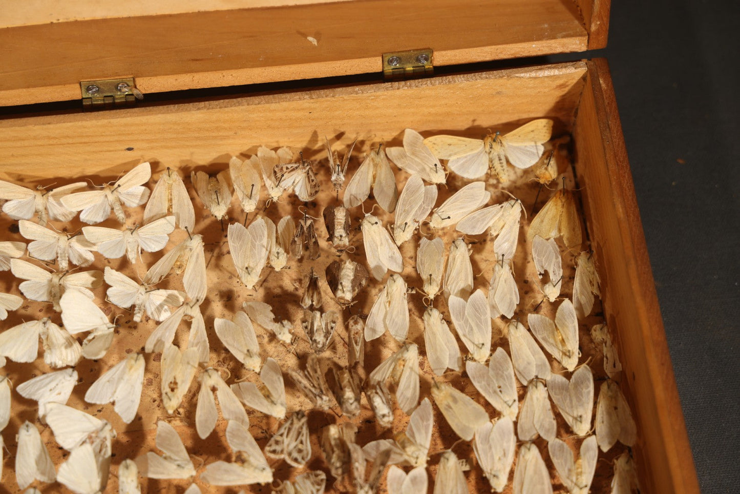 Vintage Entomological Moth Specimen Collection in Hinged Wooden Display Box
