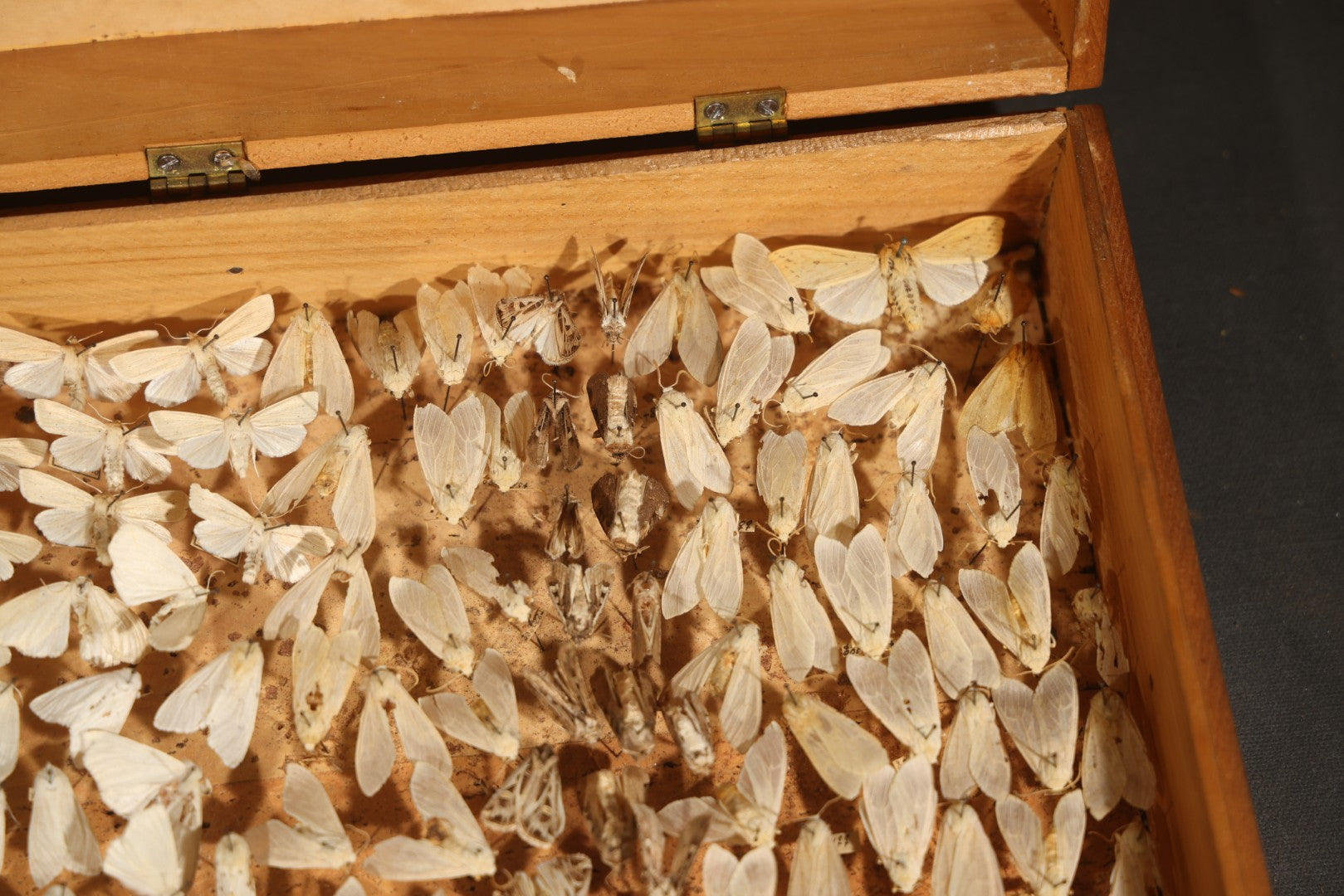 Vintage Entomological Moth Specimen Collection in Hinged Wooden Display Box