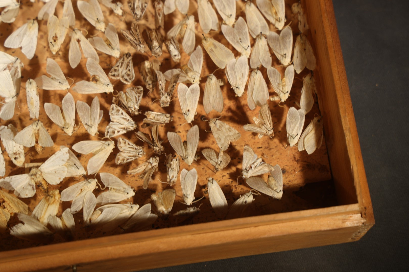 Vintage Entomological Moth Specimen Collection in Hinged Wooden Display Box