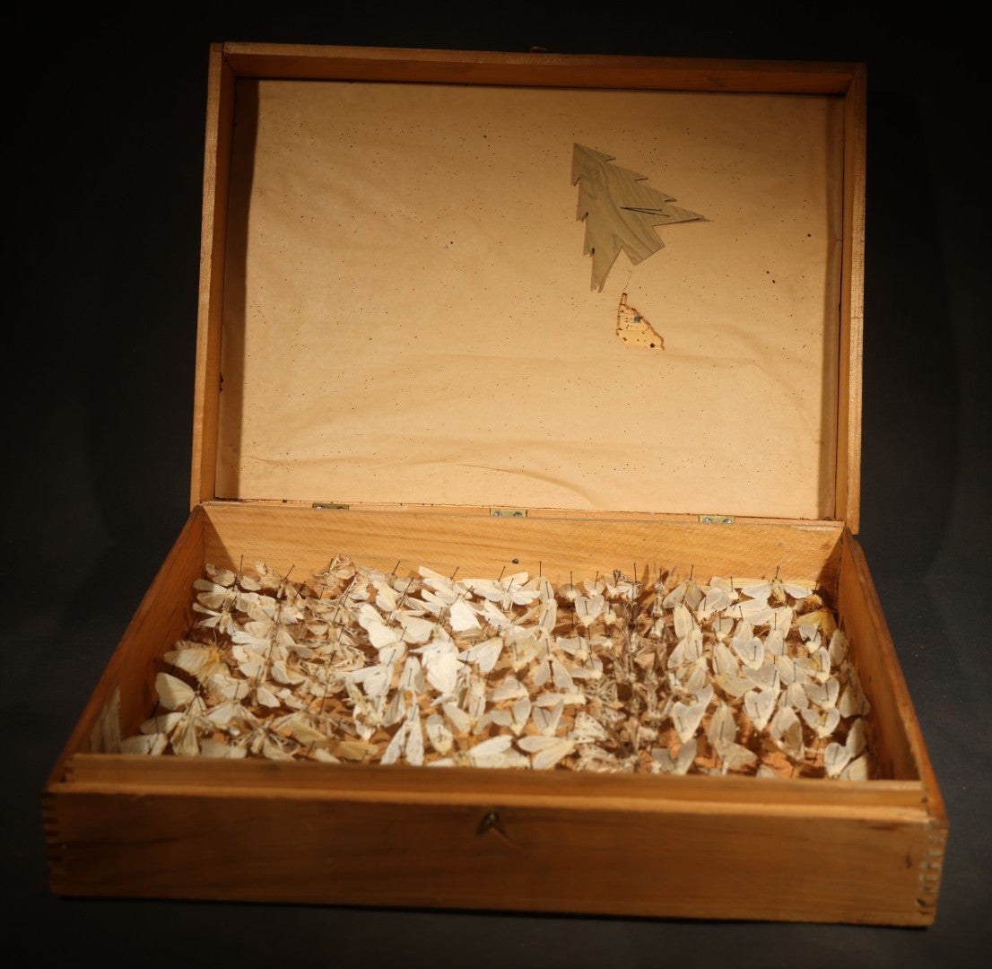 Vintage Entomological Moth Specimen Collection in Hinged Wooden Display Box