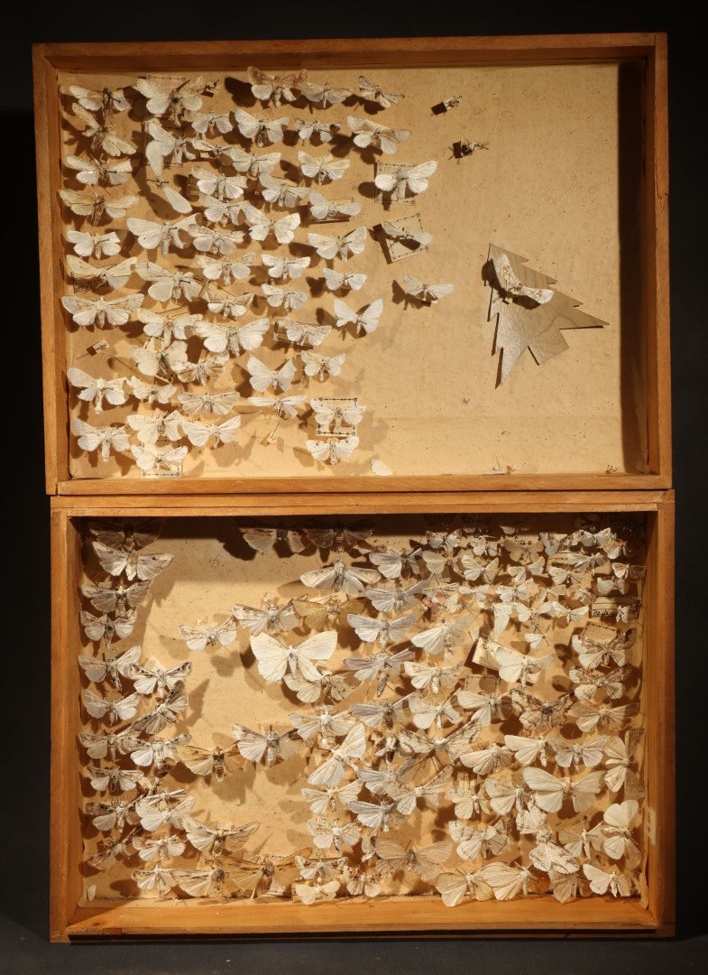 Vintage Entomological Specimen Box with Pinned Moth Collection in Two Trays