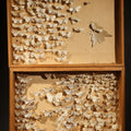Lot 028 - Vintage Entomological Specimen Box with Pinned Moth Collection in Two Trays, 14" L x 10-1/8" W
