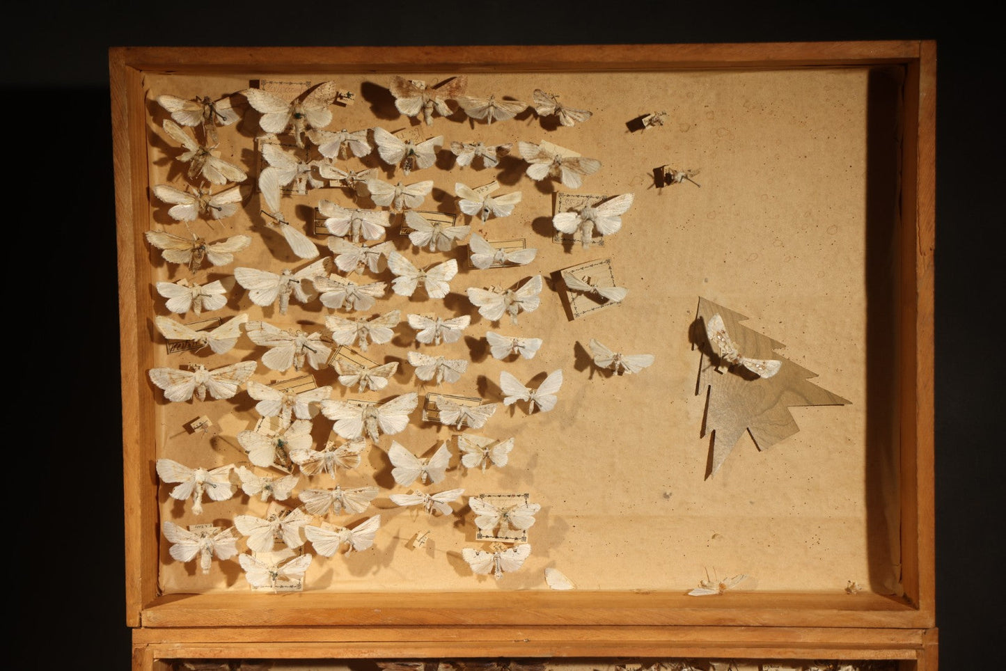 Vintage Entomological Specimen Box with Pinned Moth Collection in Two Trays
