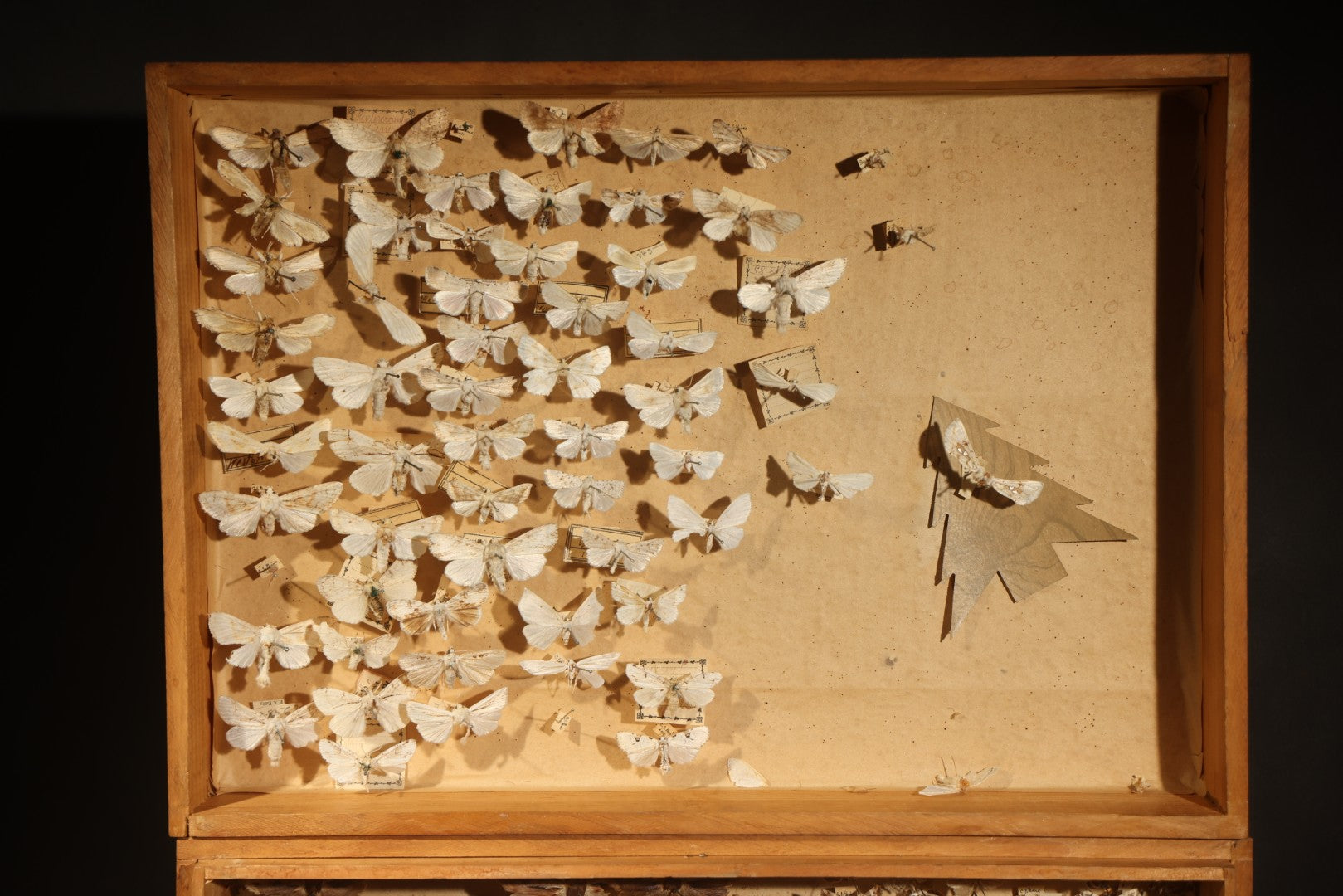 Vintage Entomological Specimen Box with Pinned Moth Collection in Two Trays