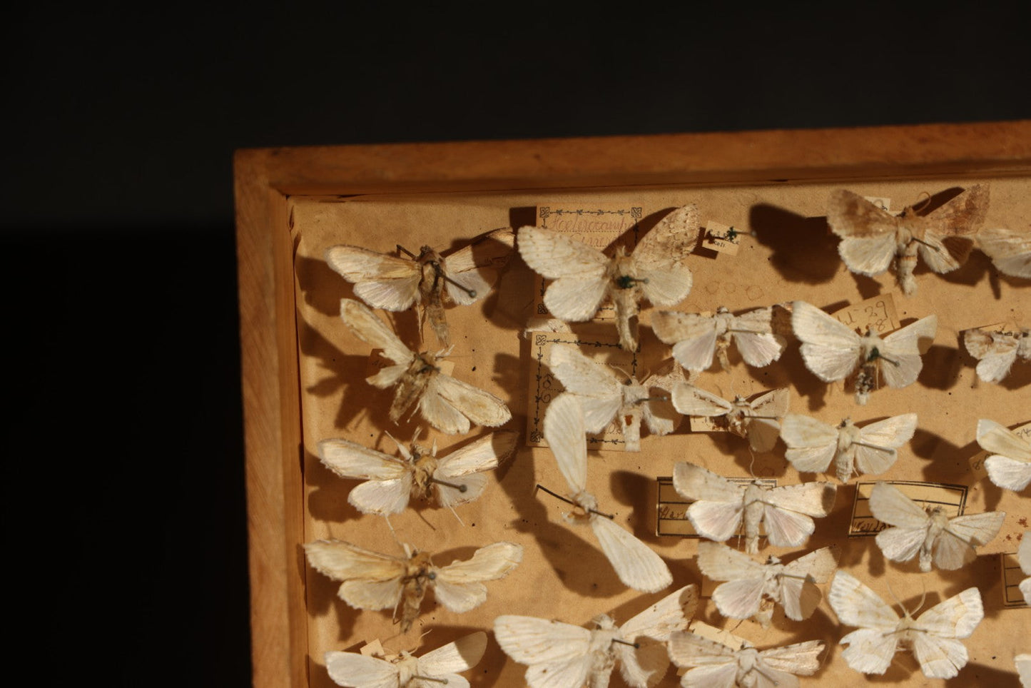 Vintage Entomological Specimen Box with Pinned Moth Collection in Two Trays