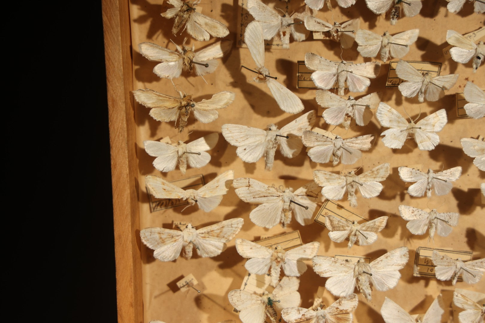 Vintage Entomological Specimen Box with Pinned Moth Collection in Two Trays