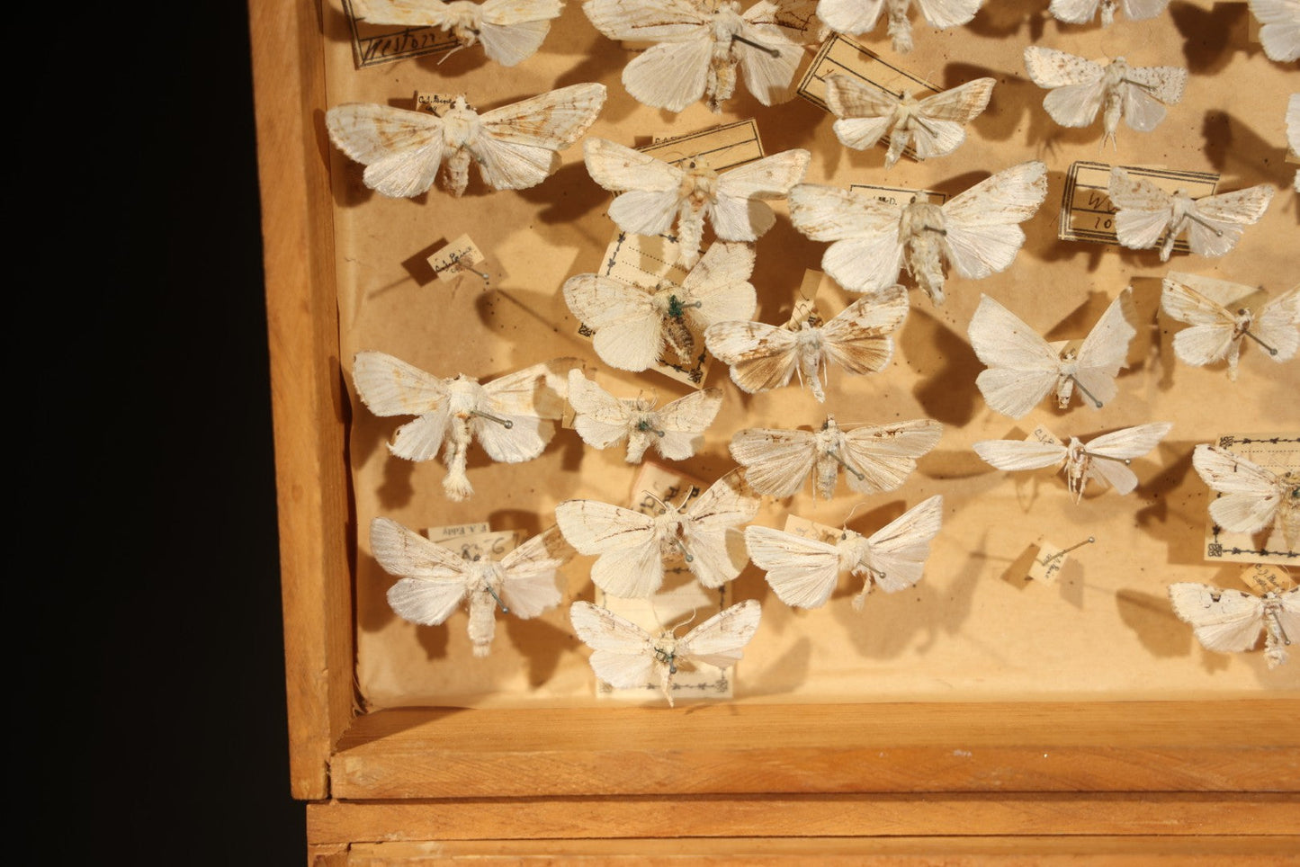 Vintage Entomological Specimen Box with Pinned Moth Collection in Two Trays